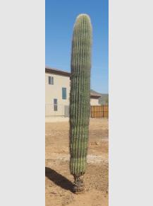 Saguaro Price